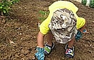 Corin is digging a hole for a strawberry plant