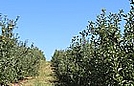 Lots and lots of apple trees